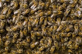 37 Million Bees Found Dead After Planting Large GMO Corn Field