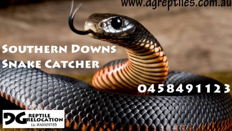 Welcome DG Reptiles! Do you need a snake catcher? ~ Southern Downs Region ~ 0458 491 123